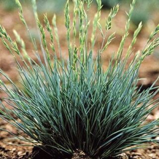 Овсяница колючая