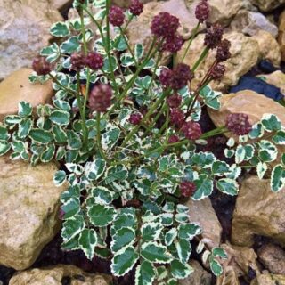 Кровохлёбка лекарственная "Литтл Энджел"