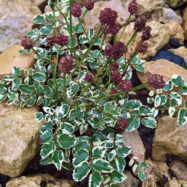 Кровохлёбка лекарственная "Литтл Энджел"