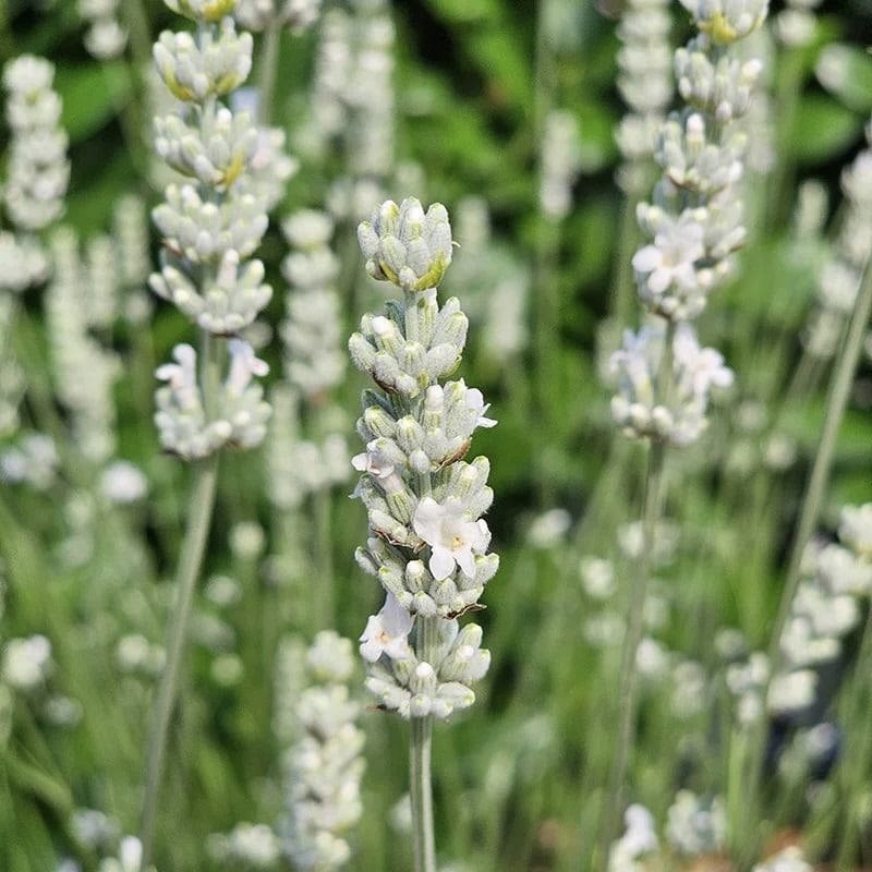 Лаванда гибридная (Лавандин) "Эксепшионал" С2