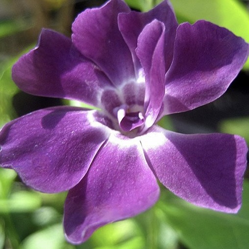 Барвинок малый "Мультиплекс"