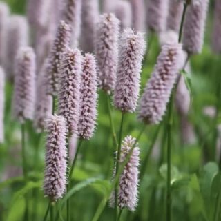 Горец змеиный "Суперба"