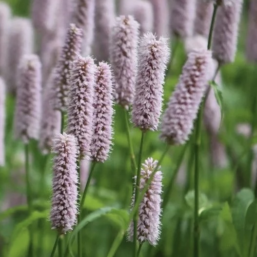 Горец змеиный "Суперба"