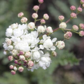 Лабазник (таволга) шестилепестковый "Флоре Плена"