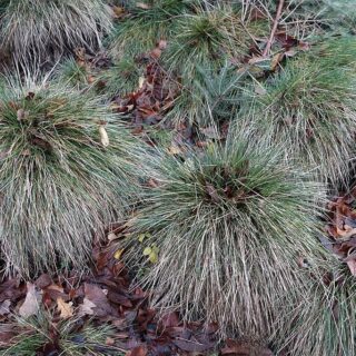 Овсяница сложнейшая