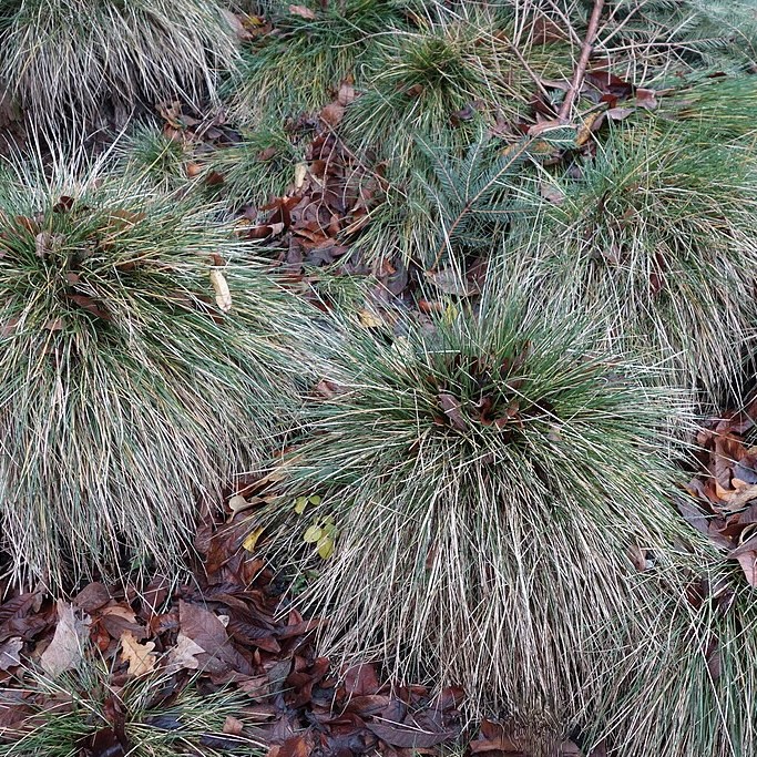 Овсяница сложнейшая