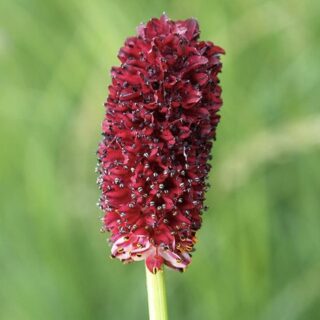 Кровохлёбка лекарственная "Ред Сансет"