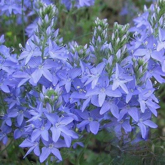 Вероника австрийская