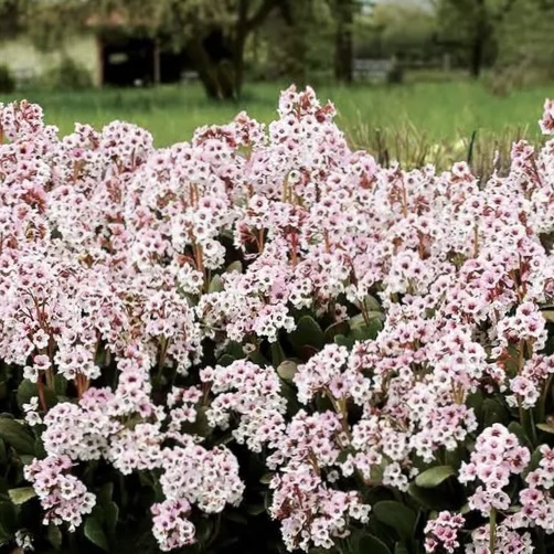 Бергения гибридная "Бэби Долл"