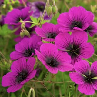 Герань гибридная "Дрэгон Хёрт"