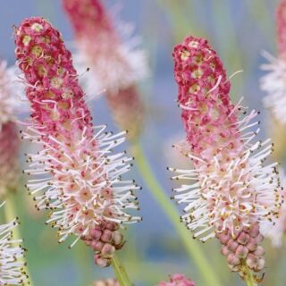 Кровохлёбка лекарственная "Пинк Танна"