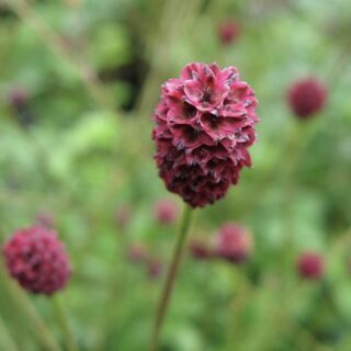 Кровохлёбка лекарственная "Ред Тандер"