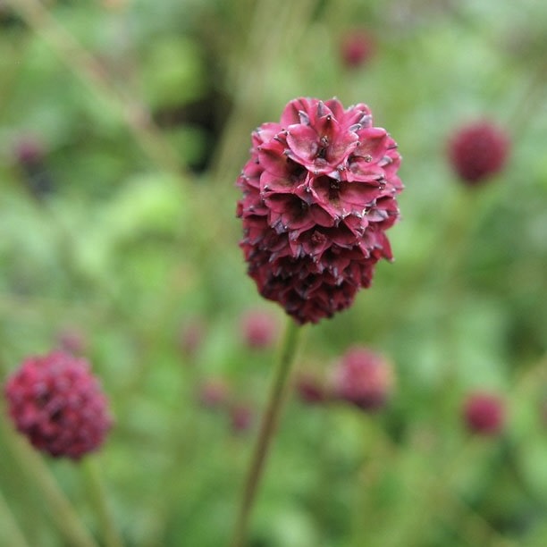 Кровохлёбка лекарственная "Ред Тандер"