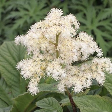 Роджерсия конскокаштанолистная