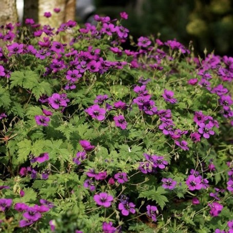 Герань гибридная "Дрэгон Хёрт"