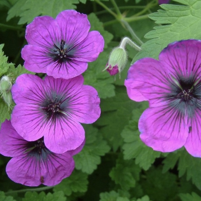 Герань гибридная "Дрэгон Хёрт"