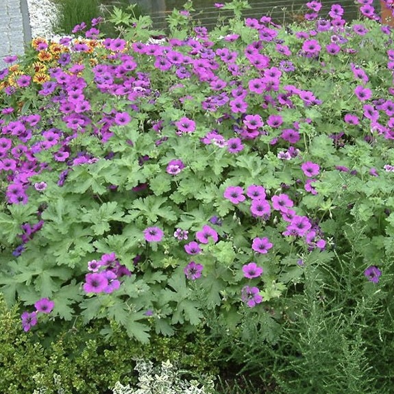 Герань гибридная "Дрэгон Хёрт"