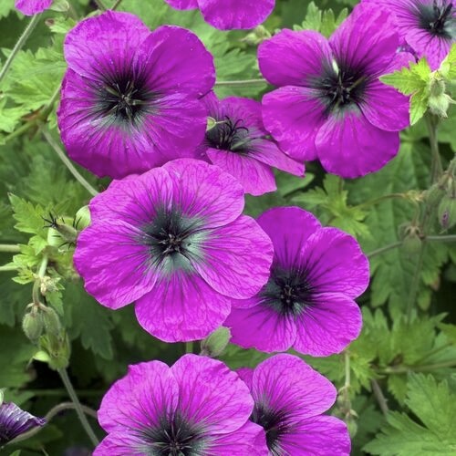 Герань гибридная "Дрэгон Хёрт"