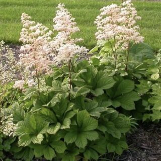 Роджерсия конскокаштанолистная