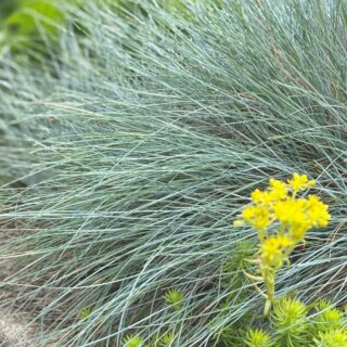 Овсяница сизая "Айсфогель"