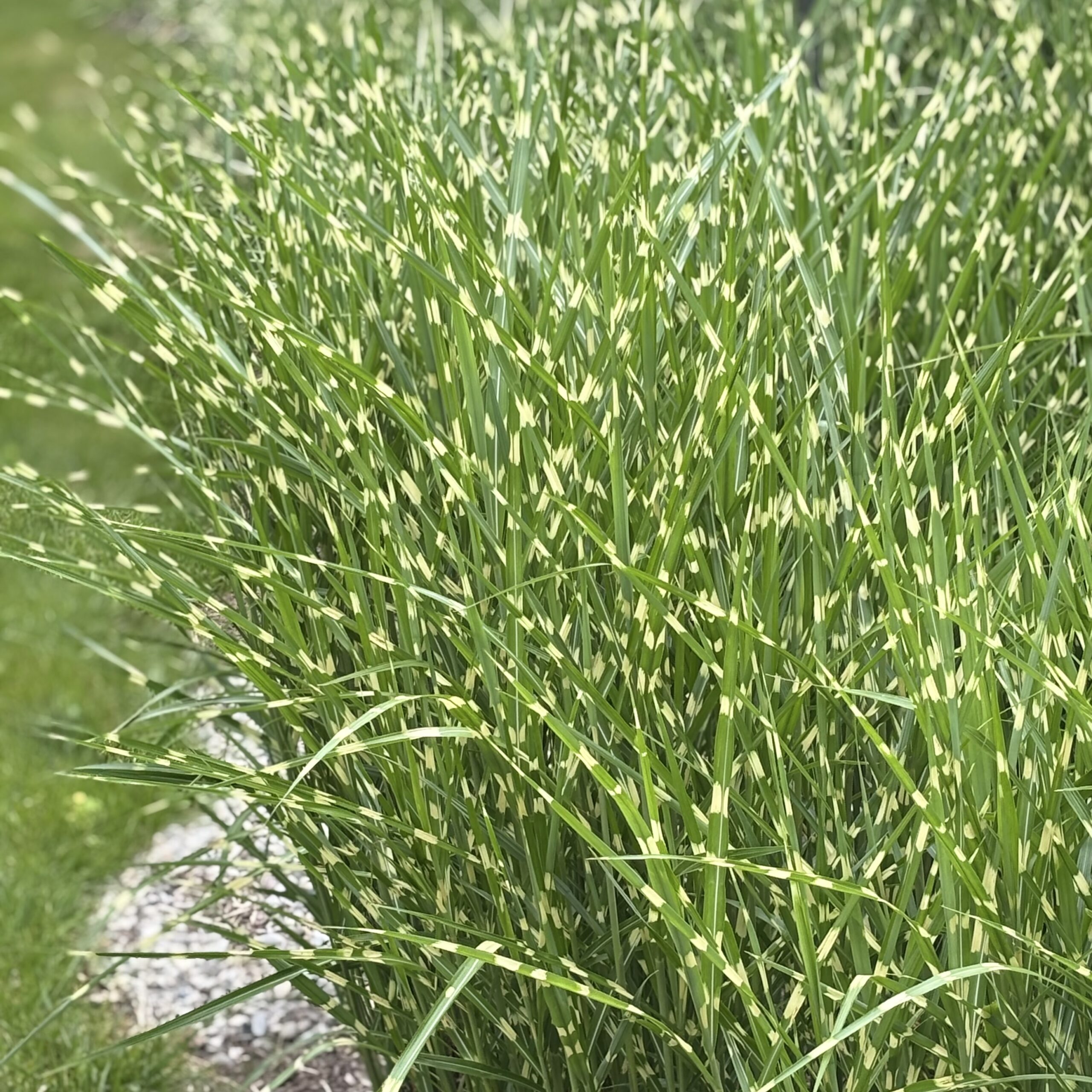 Мискантус китайский "Стриктус"