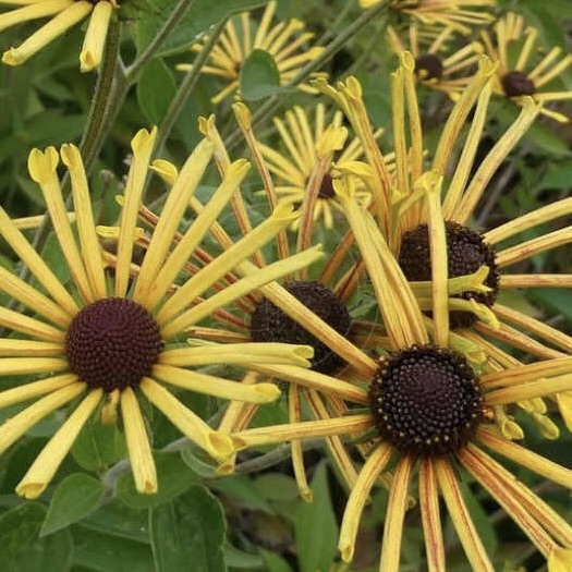 Рудбекия слабовойлочная "Генри Эллерс"