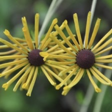Рудбекия слабовойлочная "Генри Эллерс"