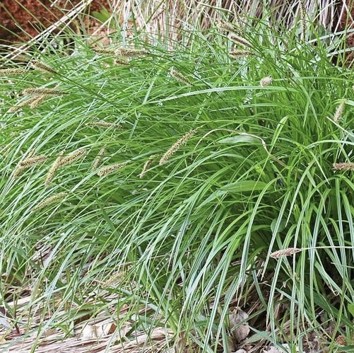 Осока гладконосая