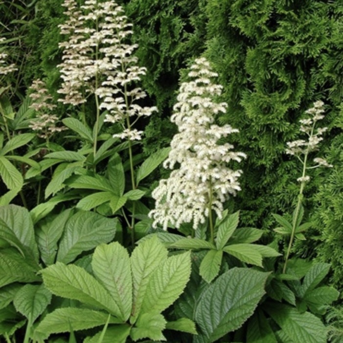 Роджерсия конскокаштанолистная C2