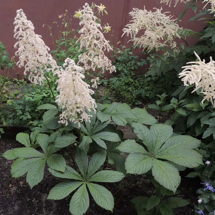 Роджерсия конскокаштанолистная C2