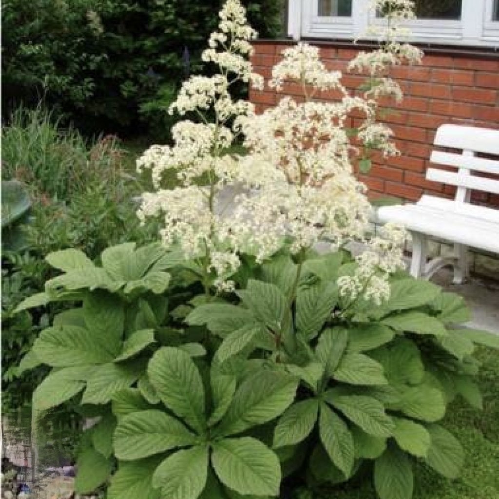 Роджерсия конскокаштанолистная C2