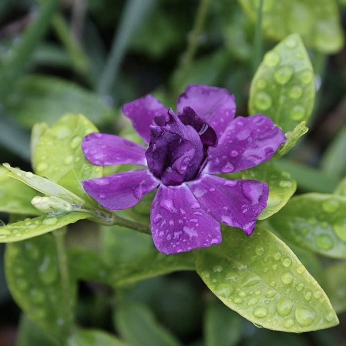 Барвинок малый "Мультиплекс"