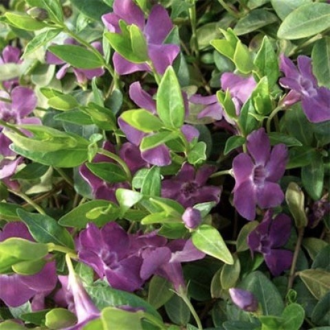 Барвинок малый "Мультиплекс"