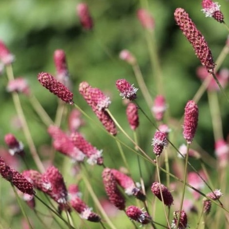 Кровохлёбка лекарственная "Пинк Танна"