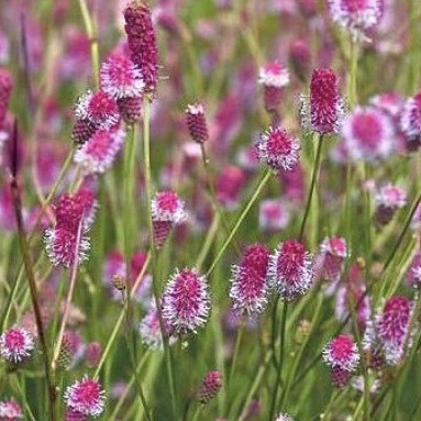 Кровохлёбка лекарственная "Пинк Танна"