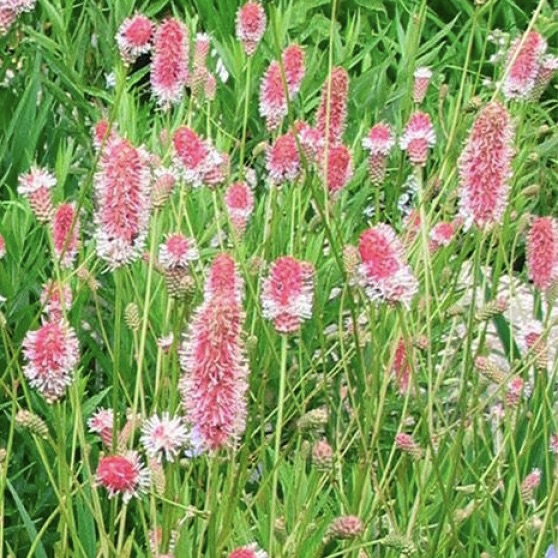 Кровохлёбка лекарственная "Пинк Танна"