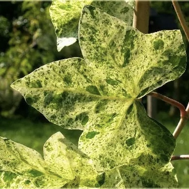 Плющ обыкновенный "Профессор Сенета"