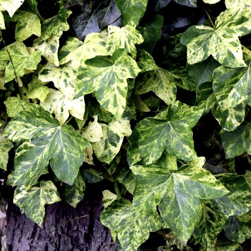 Плющ обыкновенный "Профессор Сенета"