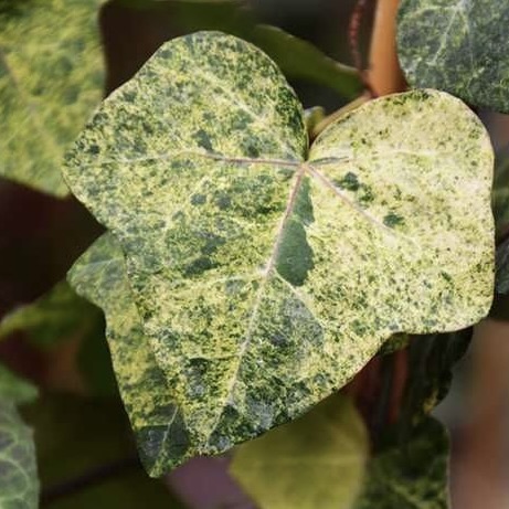 Плющ обыкновенный "Профессор Сенета"