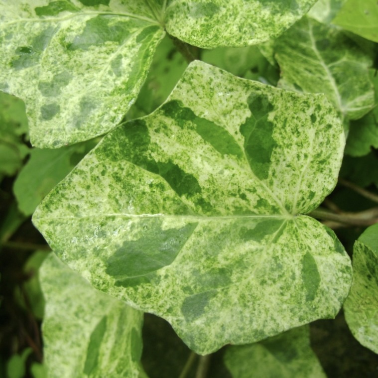 Плющ обыкновенный "Профессор Сенета"