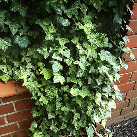 Плющ обыкновенный "Профессор Сенета"