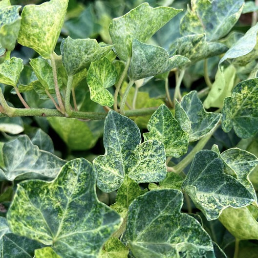 Плющ обыкновенный "Профессор Сенета"