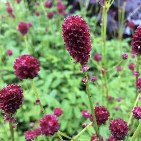 Кровохлёбка лекарственная "Ред Тандер"