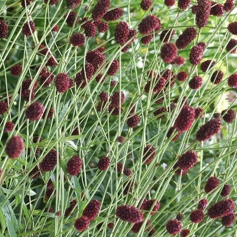 Кровохлёбка лекарственная "Ред Тандер"