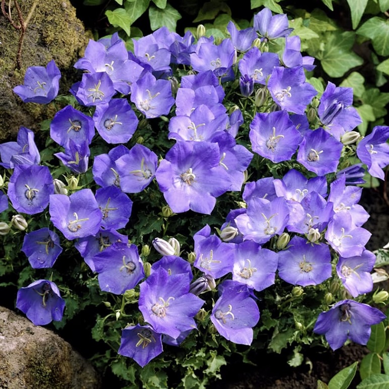 Колокольчик карпатский "Санта"