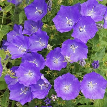 Колокольчик карпатский "Санта"