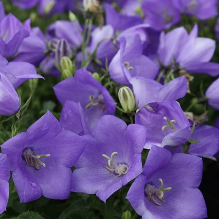 Колокольчик карпатский "Санта"