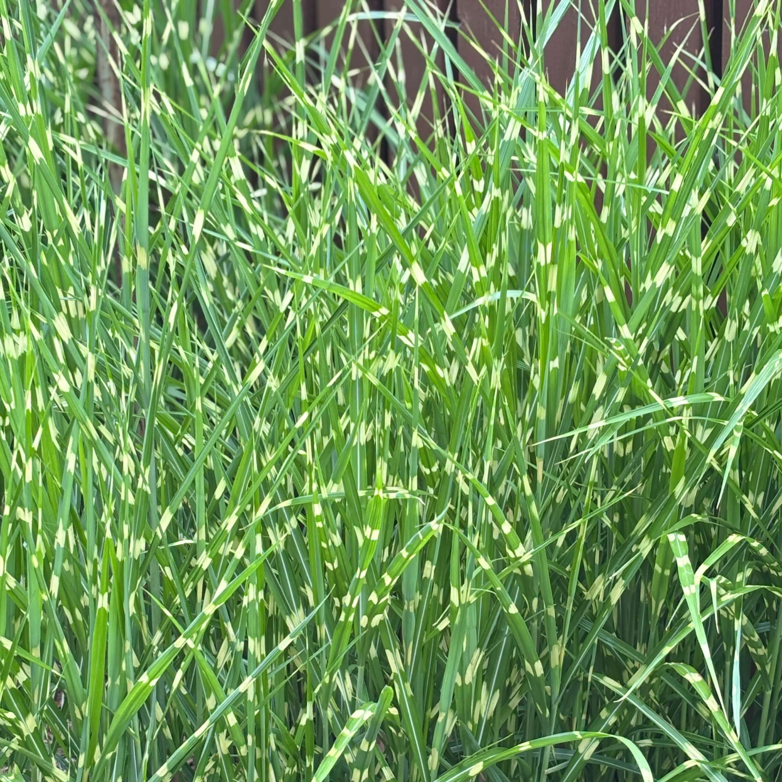 Мискантус китайский "Стриктус"