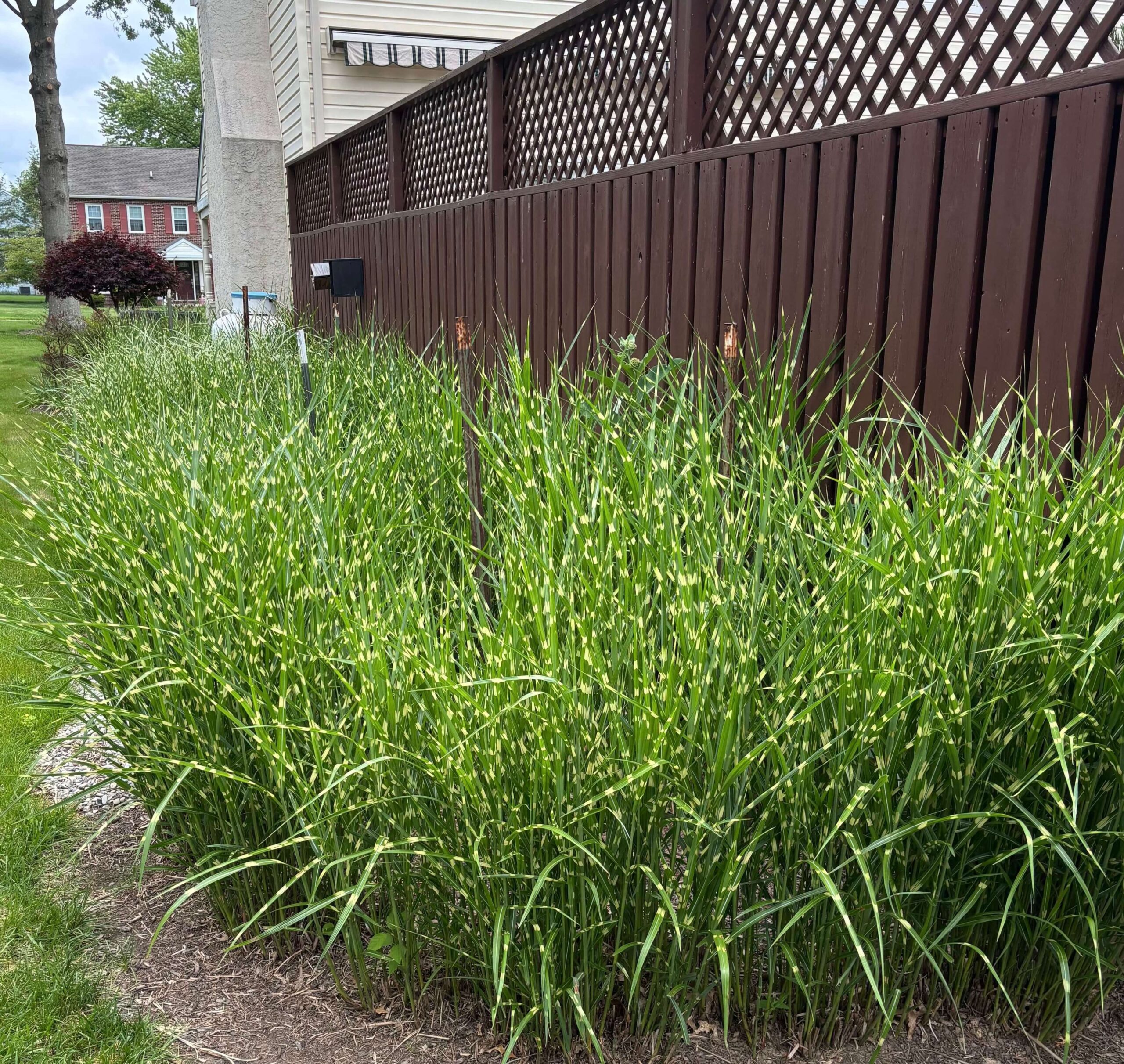 Мискантус китайский "Стриктус"