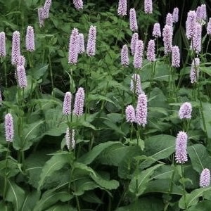 Горец змеиный "Суперба" С2